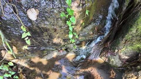 Stream among rocks in the jungle Stock Footage 308082540