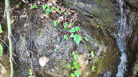 Stream among rocks in the jungle Stock Footage 308082550