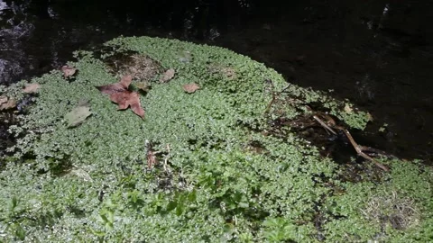 Stream and aquatic plants. Stock Footage 115110320