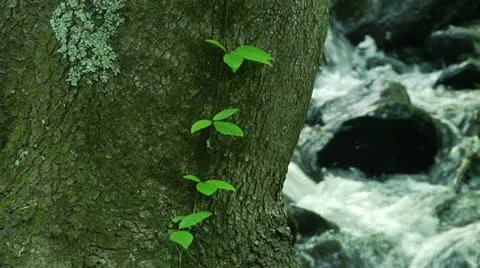 Stream and Foilage tracking shot Stock Footage 10898761