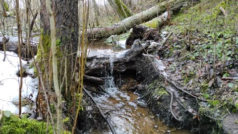 Stream and forest (1) Stock Footage 298585484