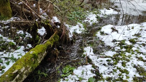 Stream and forest (10) Stock Footage 298601206