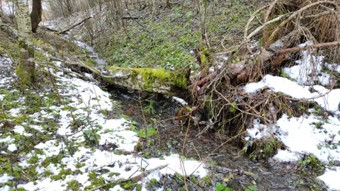 Stream and forest (11) Stock Footage 298618033
