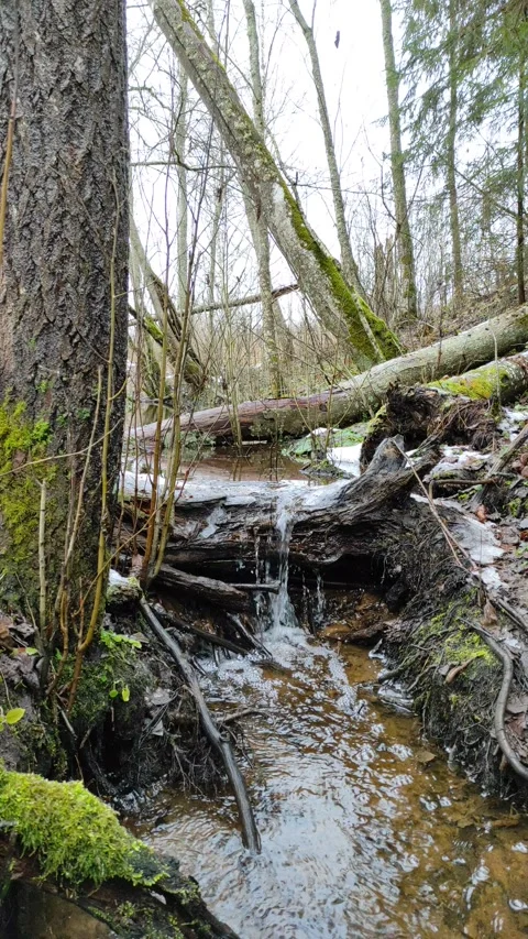 Stream and forest (12) Stock Footage 298656086