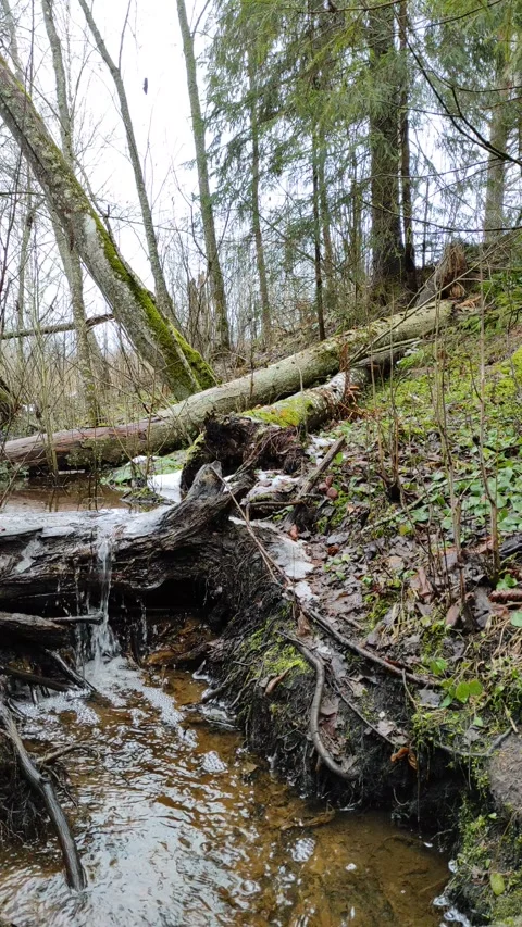 Stream and forest (13) Stock Footage 298645539