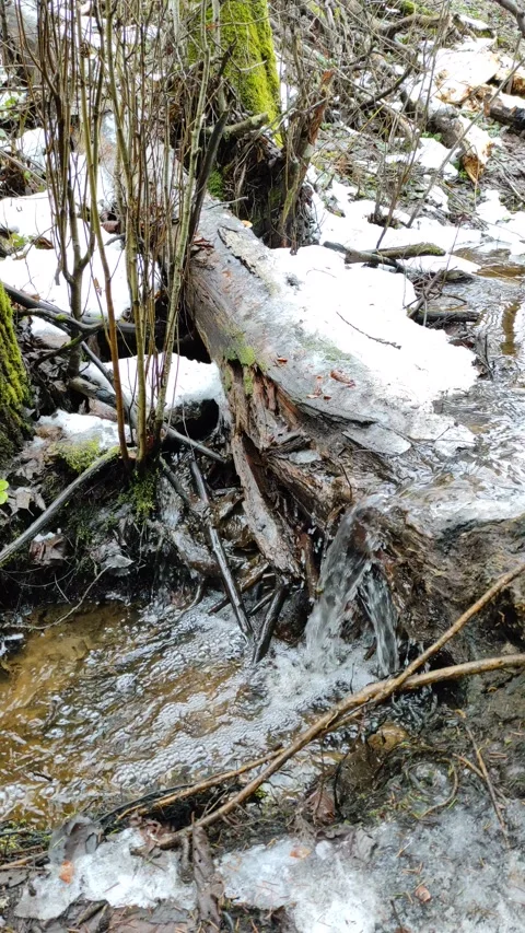 Stream and forest (14) Stock Footage 298645704