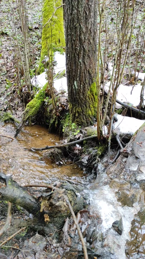 Stream and forest (15) Video stock 298646552