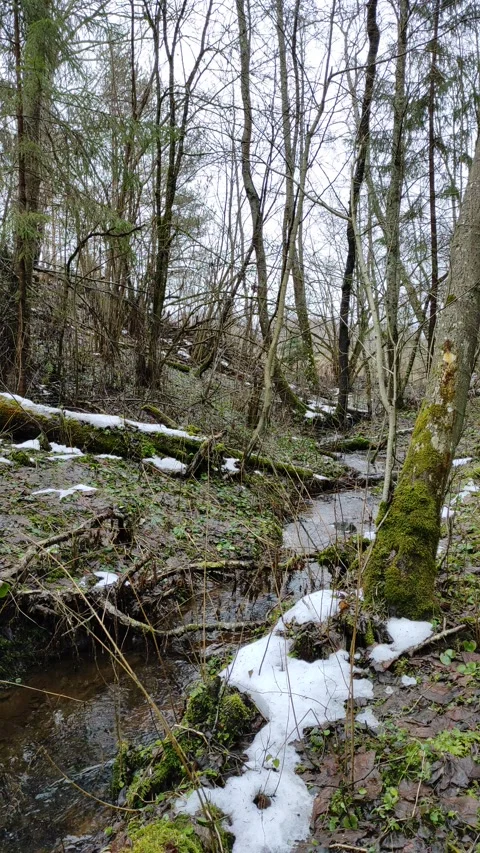 Stream and forest (16) Stock Footage 298647053