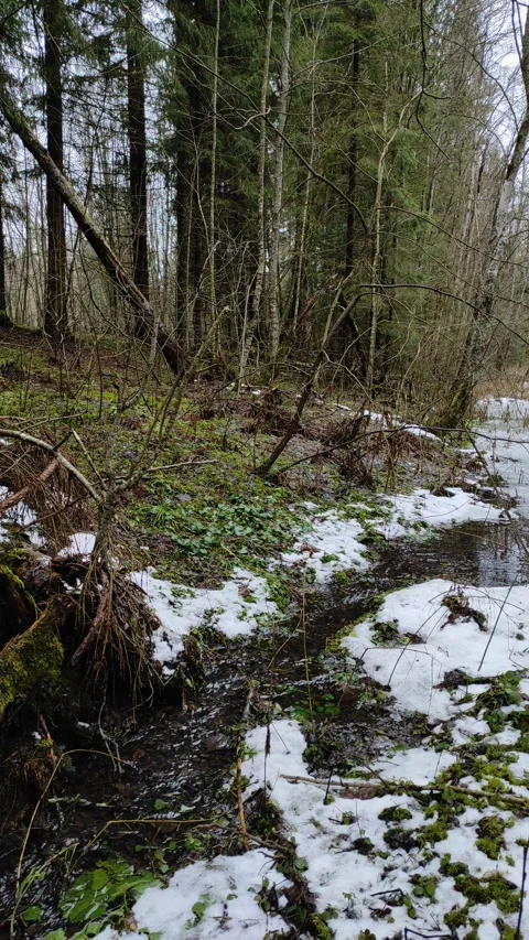 Stream and forest (17) Stock Footage 298657179