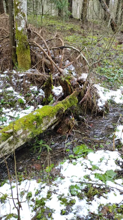 Stream and forest (18) Stock Footage 298649446