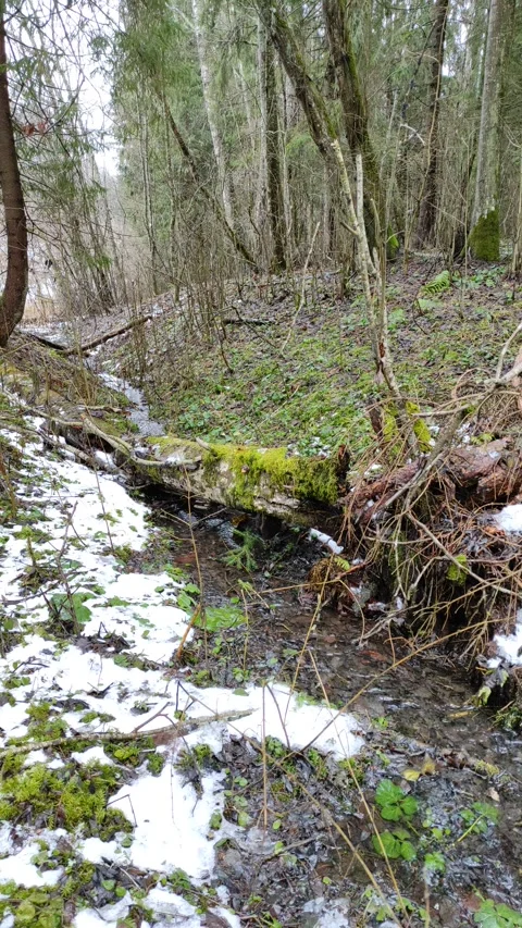 Stream and forest (19) Stock Footage 298636800