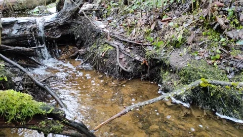Stream and forest (2) Stock Footage 298628455