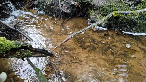 Stream and forest (3) Stock Footage 298648817