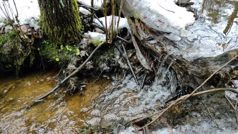 Stream and forest (4) Stock Footage 298634742