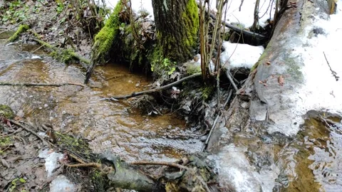 Stream and forest (5) Stock Footage 298650005