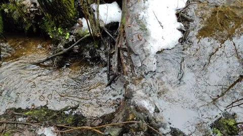 Stream and forest (6) Stock Footage 298657782