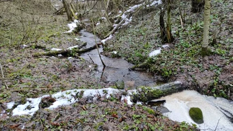 Stream and forest (7) Stock-Footage 298601373