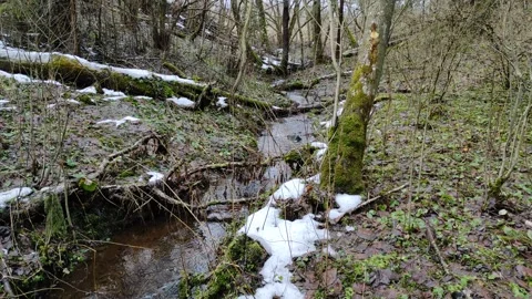 Stream and forest (9) Stock Footage 298642128