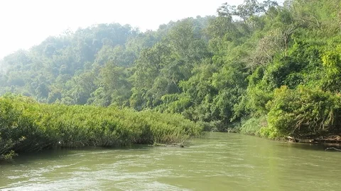 Stream and forest in the mountain Stock Footage 103350966