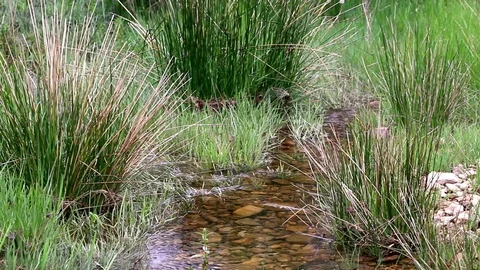 Stream and gorse. Stock Footage 109502818