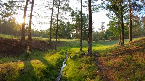 The stream and green grass in the forest at sunset Video stock 110399620