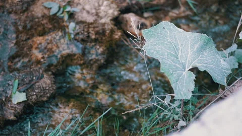 Stream and Leaf, Close-up Nature Stock Footage 293241247