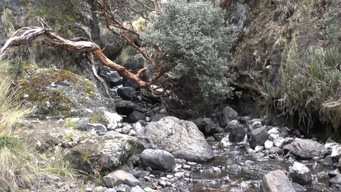 Stream and Manzanita Trees Stock Footage