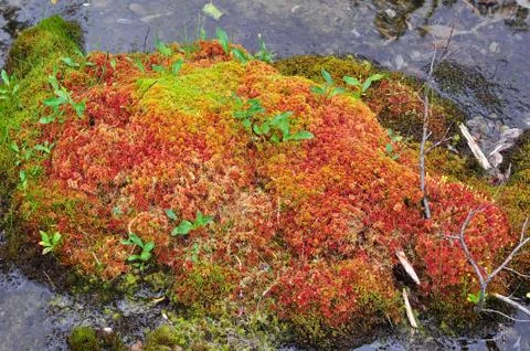 Stream and moss on hummocks. Stock Photos