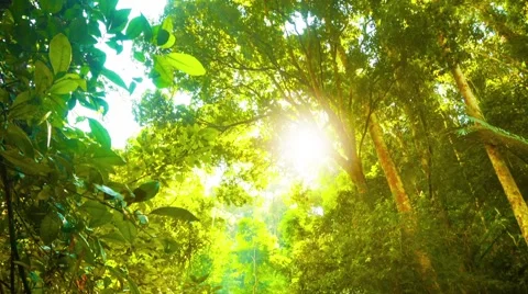 Stream and Rainforest Canopy in Southern Thailand Stock Footage 48338581