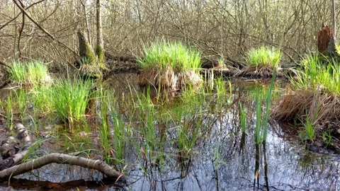 Stream and swamp in a forest. Video stock 271578642