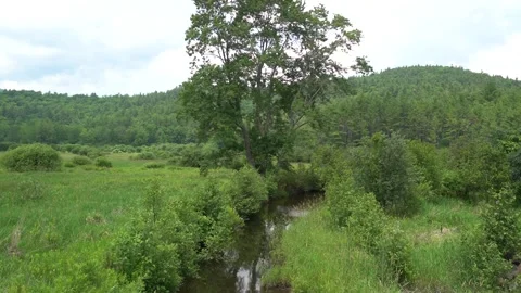 Stream and tree Stock Footage 171342702