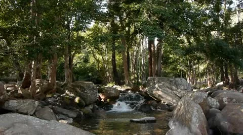 Stream and Trees Stock Footage 11235603