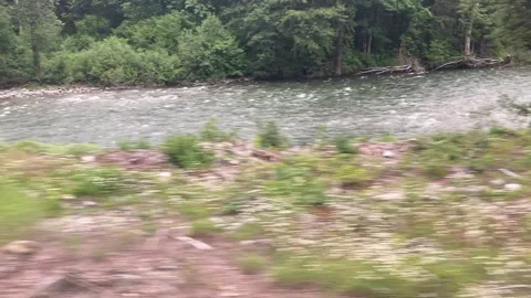 Stream and Trees Stock Footage 156973050