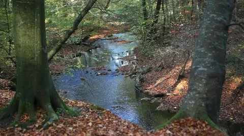 Stream and two trees.mp4 Stock Footage 12752322