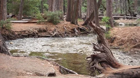 Stream and uprooted tree at base of Lower Yosemite Falls trail, Spring 2023 Stock Footage 241194116