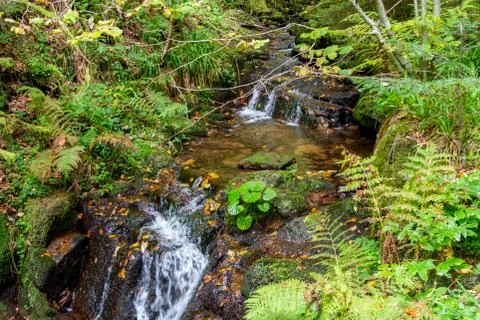 Stream and waterfall along a trail nearby St. Blasien Stock Photos