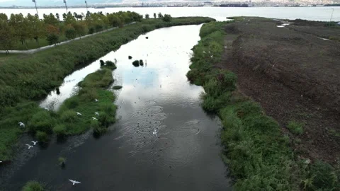Stream and white birds Stock Footage 218014250