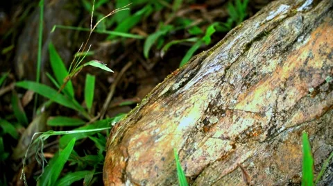 Stream of ant running over stone 01 스톡 동영상 52128452