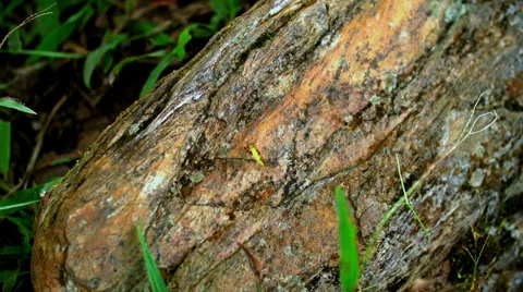 Stream of ant running over stone 02 스톡 동영상 53058194