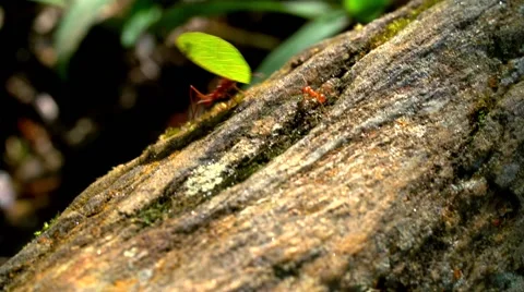 Stream of ants cross large rock one with leaf close up 02 스톡 동영상 49939442