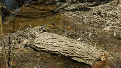 Stream Around a Log in the Fall or Spring With Brown Plants Around Stock-Footage 237556521