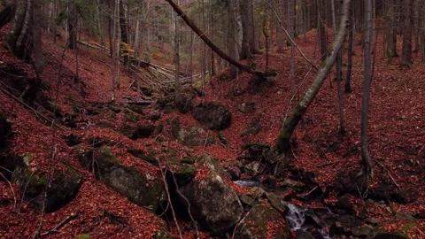 A stream in an autumn deciduous forest with fallen leaves. A flight between Video stock 220661101