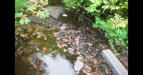 Stream in autumn Stock Footage 334270387
