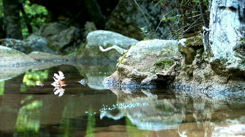 Stream in the autumn forest-1 Видео 525522