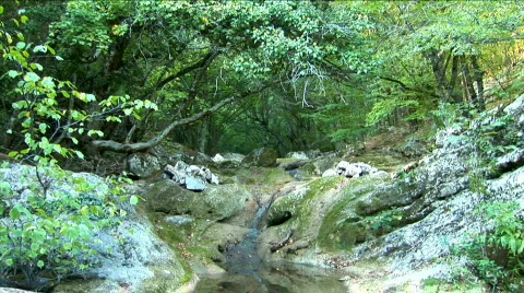 Stream in the autumn forest (2) Stock Footage 526826