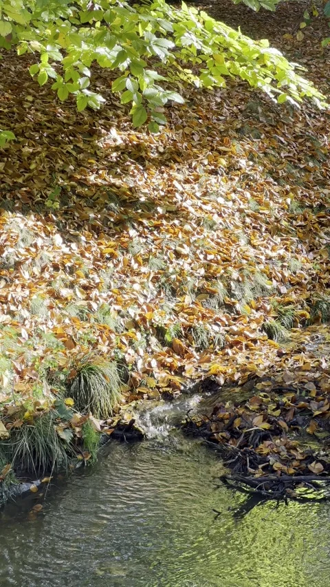 Stream in the autumn forest. 4K background video clip. 4k stock footage. Stock Footage 219347919