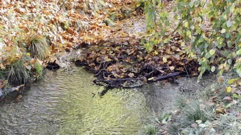 Stream in the autumn forest. 4K background video clip. 4k stock footage. Video stock 219347992