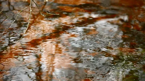 Stream in the autumn forest. Stock Footage 30370428