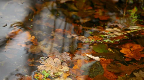 Stream in the autumn forest. Stock Footage 30370462
