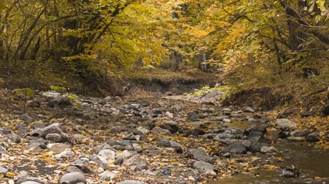Stream in the autumn forest Stock Footage 56214488